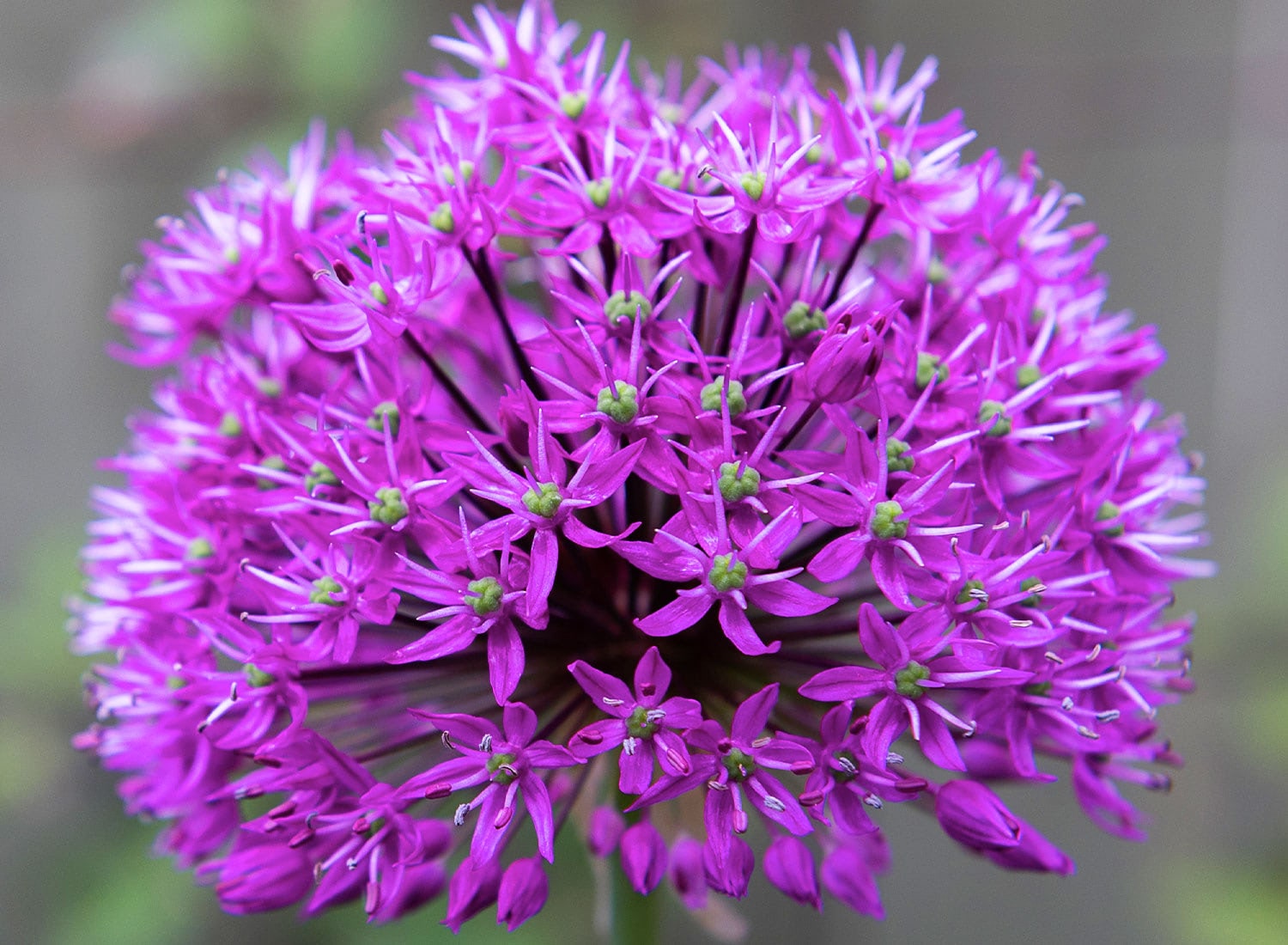 Purple ornamental allium flower blooming in garden