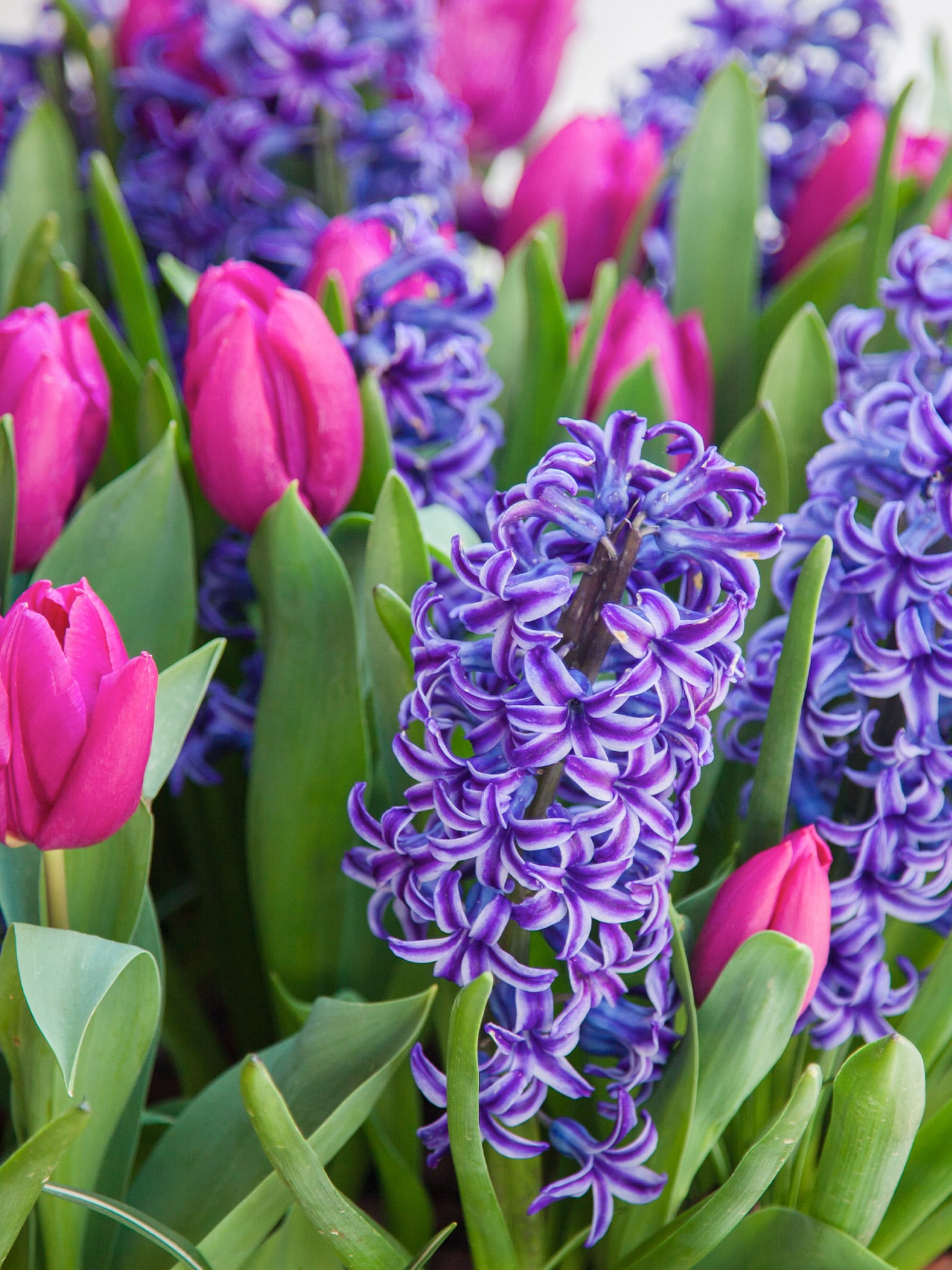 Purple spring flowers, including hyacinth and tulips blooming in garden