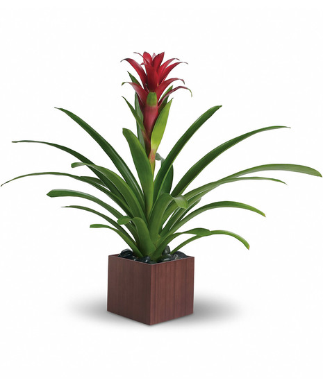Plants