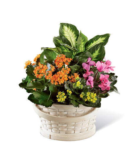 Color Crush Dishgarden