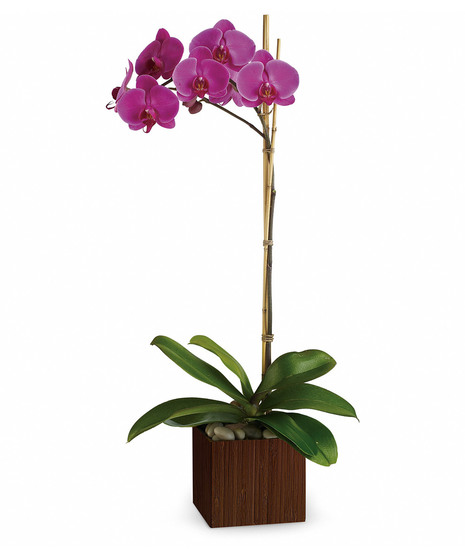 Orchid Plants